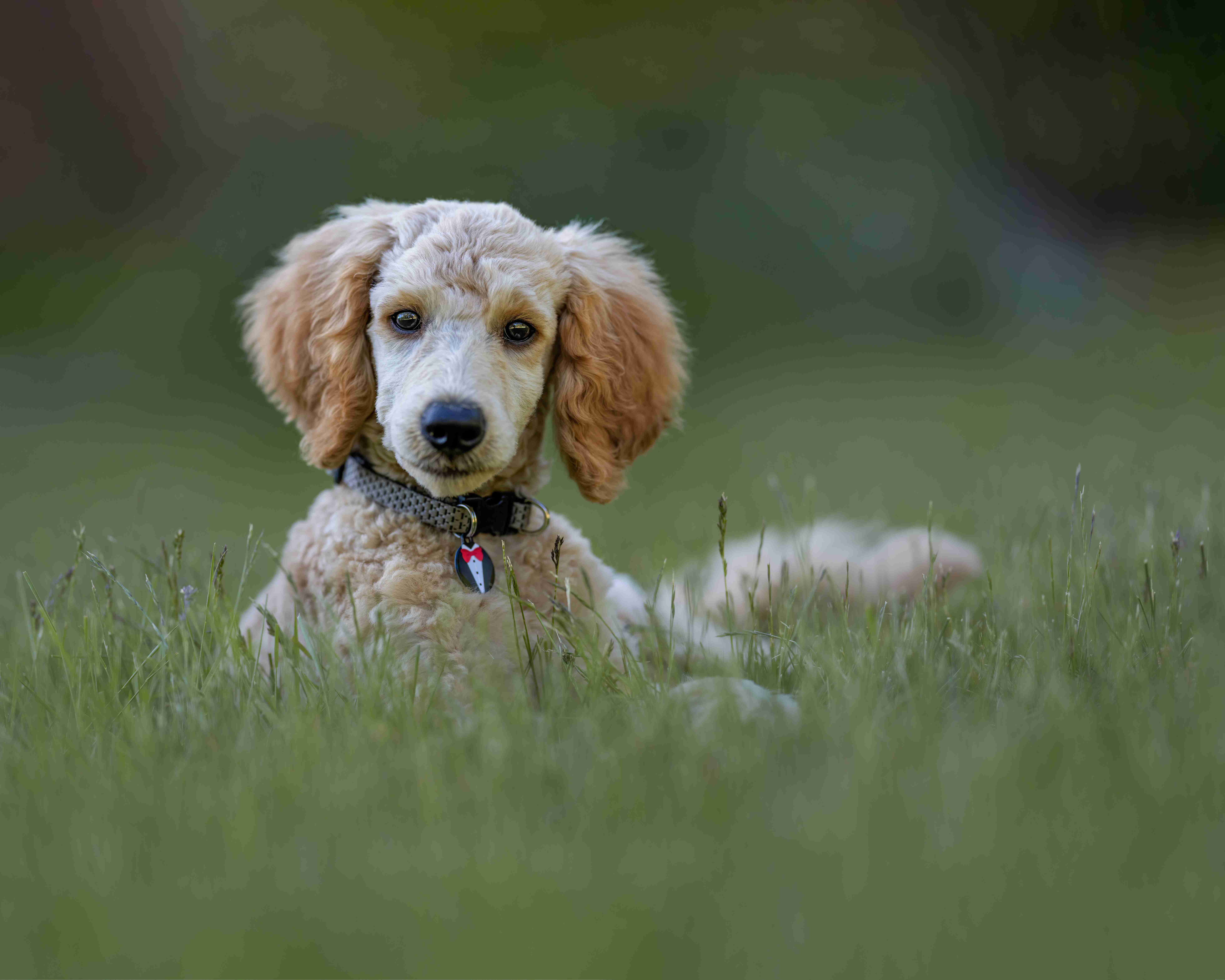 What are the signs and symptoms of hip dysplasia in Poodles?